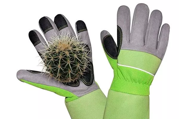 плотные перчатки (для защиты от колючек)