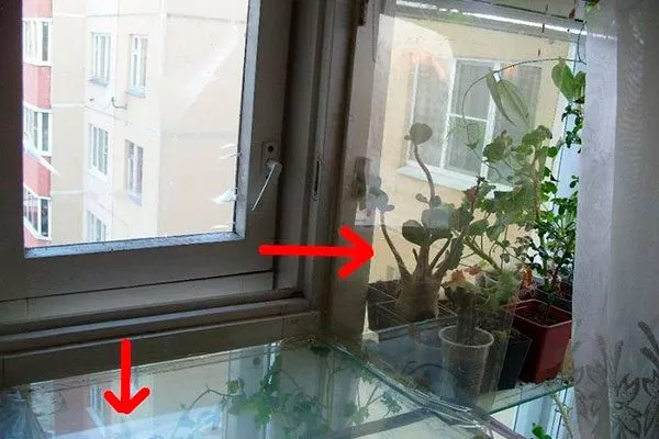 плотные шторы, пластиковые плёнки на окна или декоративные панели Зимовка фикуса4