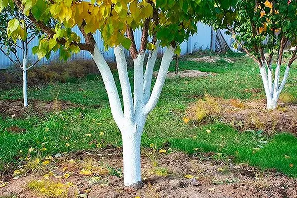 Побелка ствола яблони Зимовка яблони17