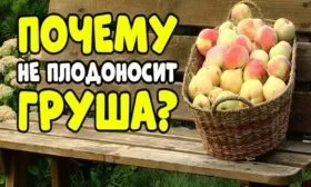 Почему не плодоносит груша