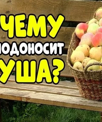 Почему не плодоносит груша