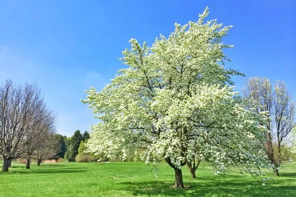 цветущая груша