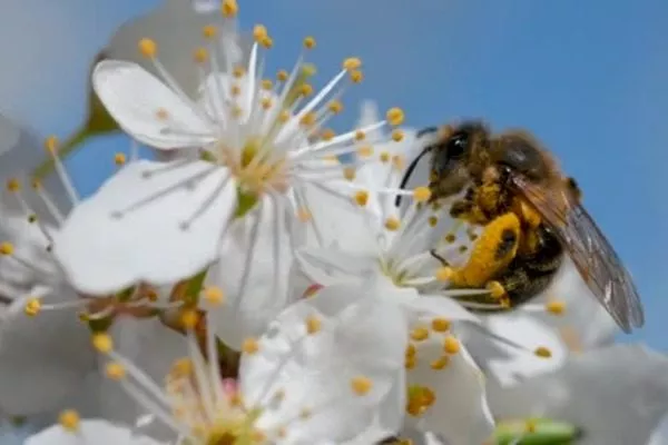 привлечение пчёл к участку поспособствует лучшему опылению груши