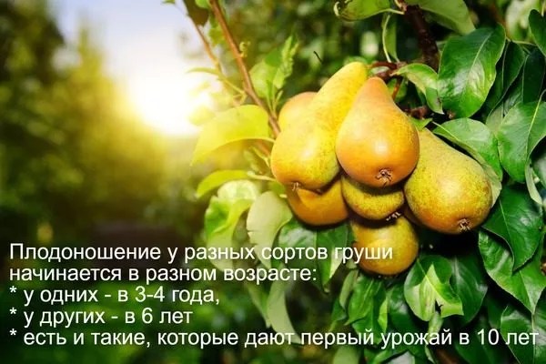 продуктивный возраст у груш