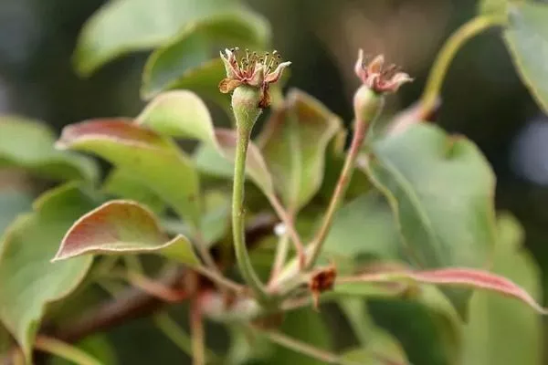 плодовая завязь появляется если груша получает сбалансированное питание