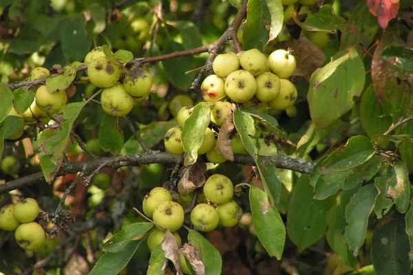 плодоношение дички