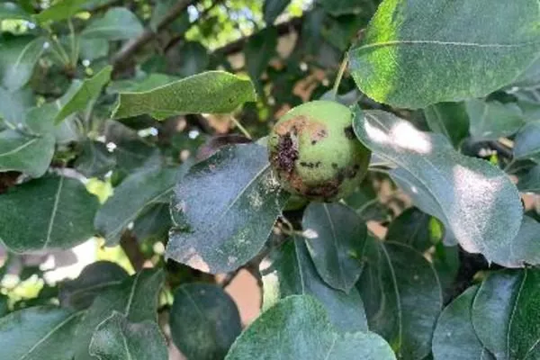 больная груша плохо плодоносит