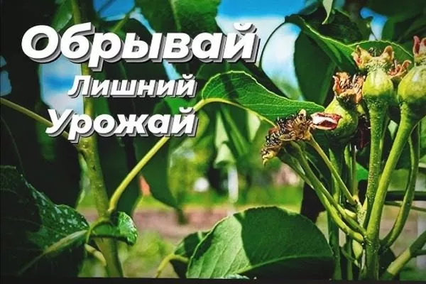 нормирование числа завязей