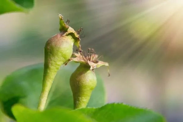 груша требует много света для созревания плодов