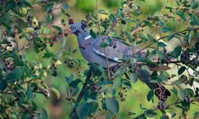 Почему птицы любят иргу