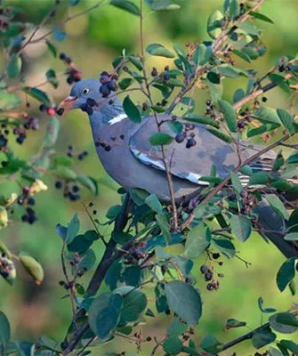 Почему птицы любят иргу