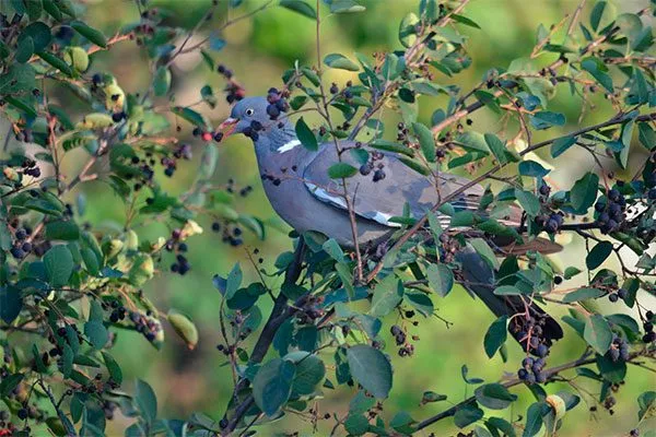 Почему птицы любят иргу