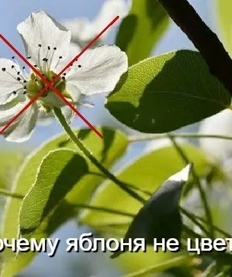 Почему яблоня не цветёт