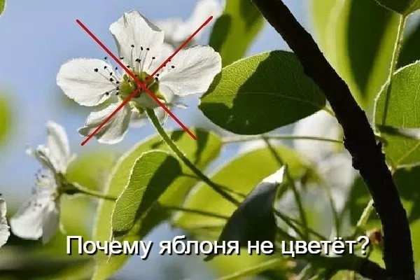 Почему яблоня не цветёт
