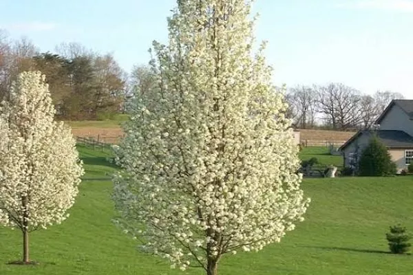 цветение пирамиальной яблони