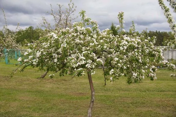 цветение стланцевой яблони