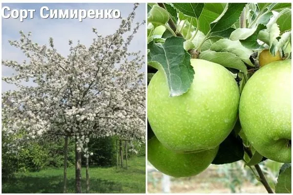 яблоня Симиренко