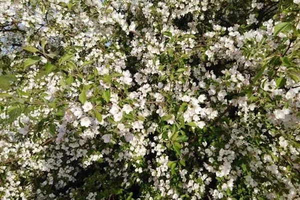 цветение яблони дички