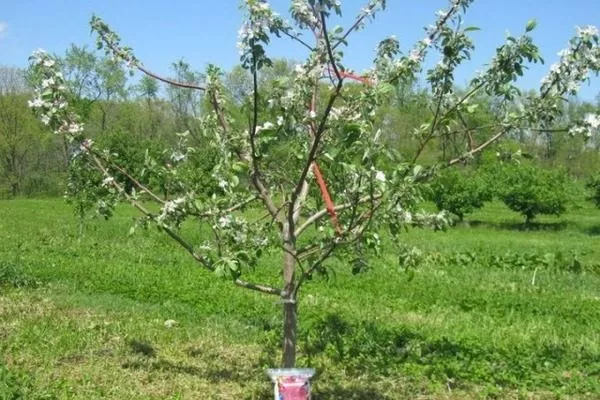 первое цветение у яблони трёхлетки