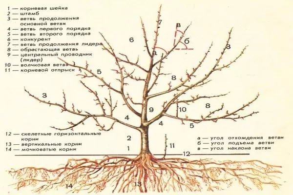 правильное формирование кроны яблони