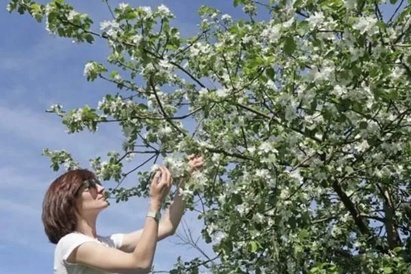 обрывание лишних цветков у яблони