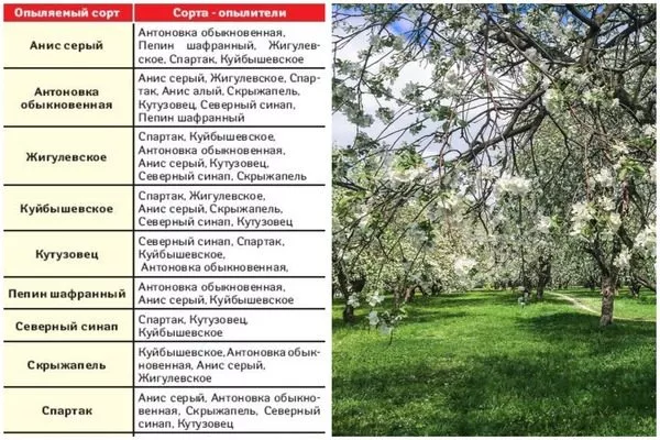 лучшие сорта опылители яблонь