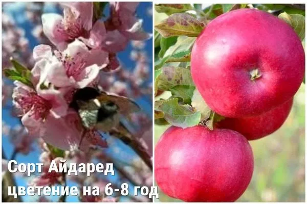 сорт яблонь Айдаред поздно цветет