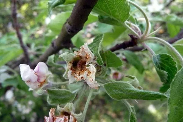 порча цветков вредителями