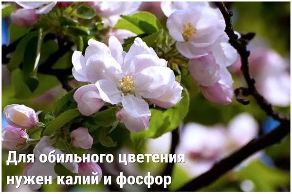 калий и фосфор для обильного цветения яблони