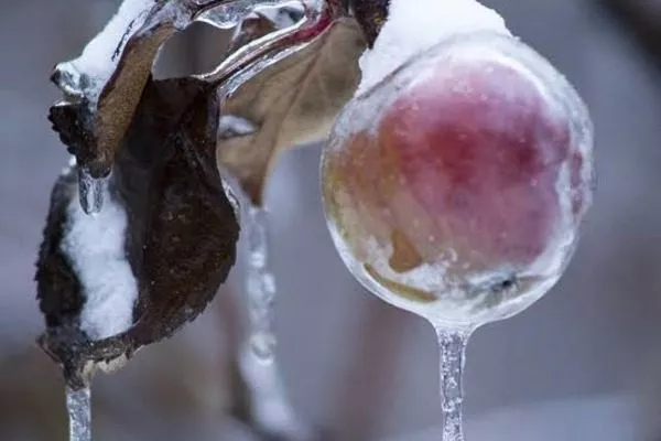 яблоня после ледяного дождя