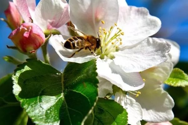 пчёлы нужны для опыления яблони