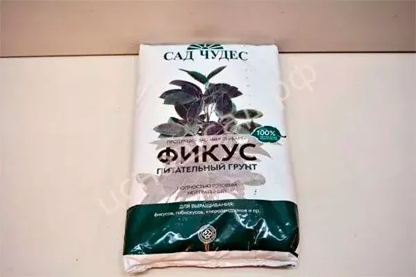 почва Фикус лиролистный бамбино19