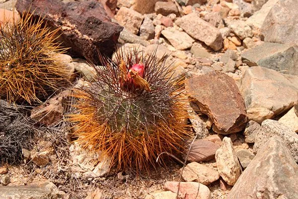 Почва Копьяпоа21