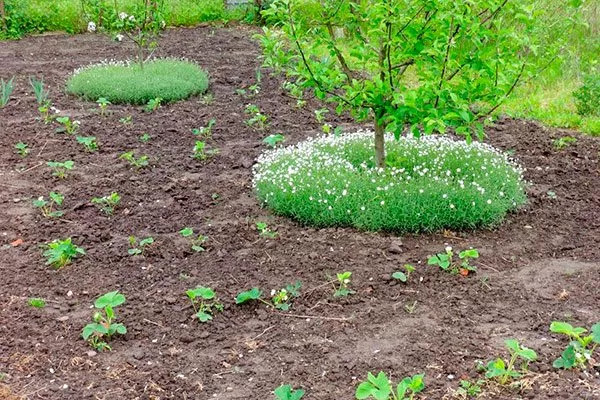 Почвопокровники