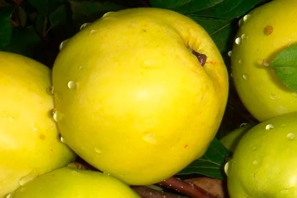 Подарок осени Посадка яблони44