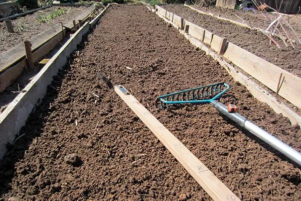Подготовка грядки почва для земляники22