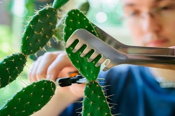 Подготовка к размножению Как правильно обрезать кактусы21