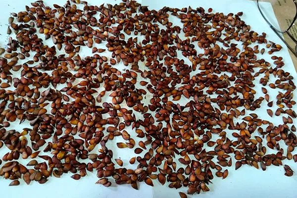 подготовка к стратификации Выращивание из семян13