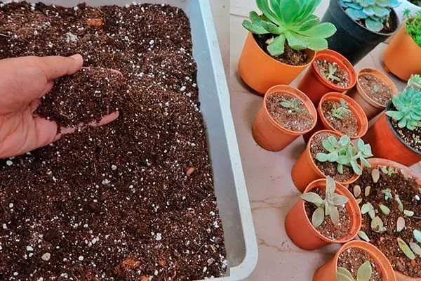 Подготовка нового субстрата и ёмкости