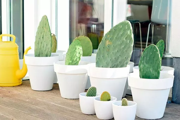 Подготовка почвы и контейнеров2 Опунция описание20