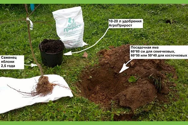 подготовка Посадка яблони45