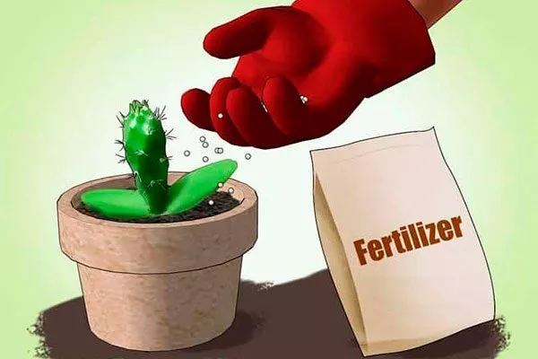 подкормка Опунция описание21