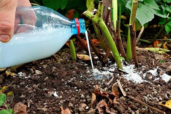 Подкормка укрыть пионы перед зимовкой30