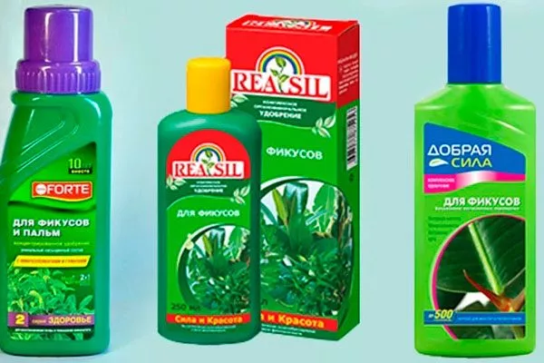 Подкормки Фикус лиролистный бамбино16