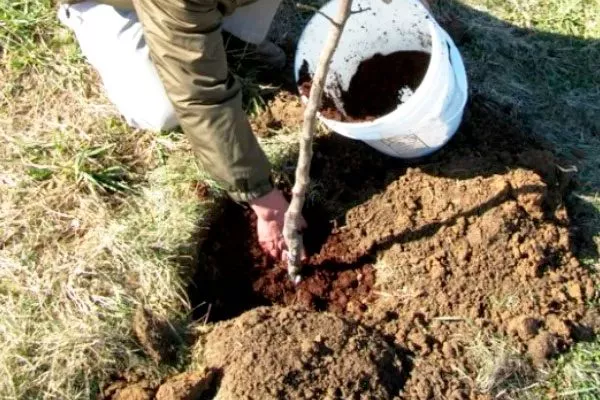 Подкормки навоз Выращивание из семян14