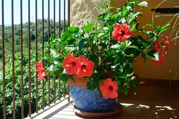 Подоконники, террасы и балконы место посадки гибискуса12