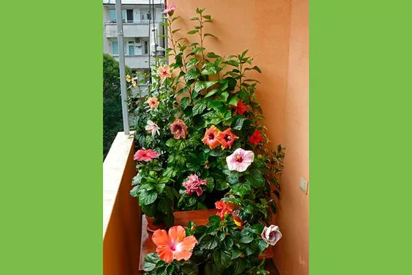 Подоконники, террасы и балконы2 место посадки гибискуса13