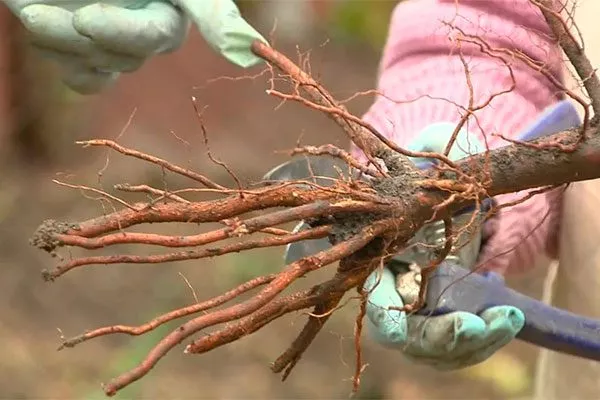 Подрезка корней саженца яблони Посадка яблони46