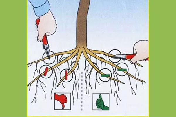 Подрезка корней саженца яблони2 Посадка яблони47