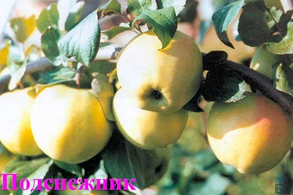 Подснежник Посадка яблони48